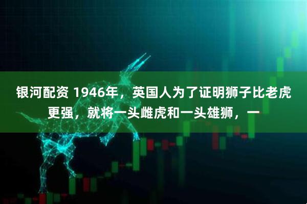 银河配资 1946年，英国人为了证明狮子比老虎更强，就将一头雌虎和一头雄狮，一